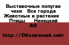 Выставочные попугаи чехи - Все города Животные и растения » Птицы   . Ненецкий АО